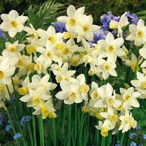 Home gt; Bulbs gt; Spring Flowering Bulbs gt; Narcissus Jonquilla Bulbs 