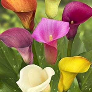 calla care uk 28 images cheap calla lily bulbs buy white calla lily bulbs cheap calla care uk 28 images cheap calla lily bulbs buy white calla lily bulbs cheap