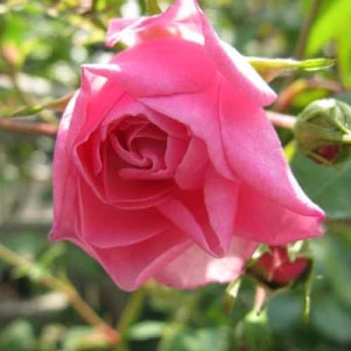 Cheap roses from the grower buy shrub roses direct to your door