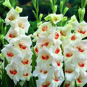 Buy Gladioli Bulbs Online : Cheap Gladioli Bulbs : Essex Garden Centre