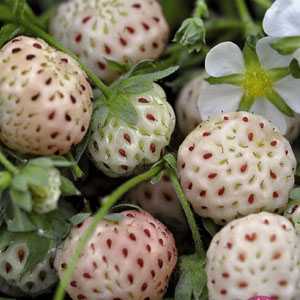 Shop by category Description/Taste White strawberries are usually smaller than their red cousins, but can vary widely depending upon variety. The outer skin is dotted with red seeds and is mainly white .