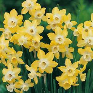 Home gt; Bulbs gt; Spring Flowering Bulbs gt; Narcissus Jonquilla Bulbs 
