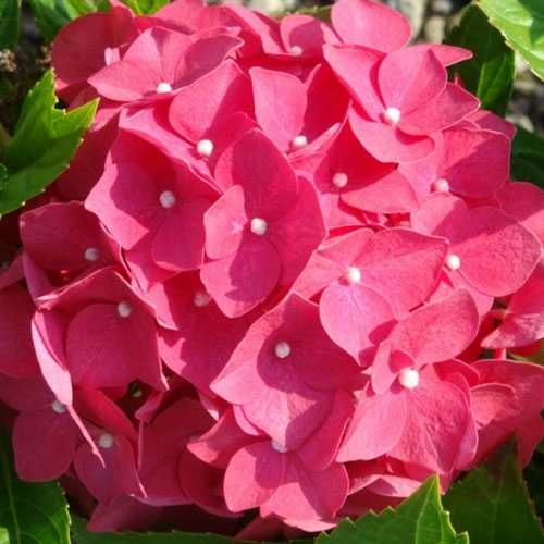 Hydrangeas Online : Flowering Shrubs For Sale : Plants Galore Online Hydrangeas Online : Flowering Shrubs For Sale : Plants Galore Online