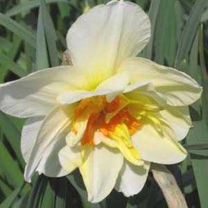 Daffodil Bulbs Double ‘Flower Drift’ 25Kg Sack