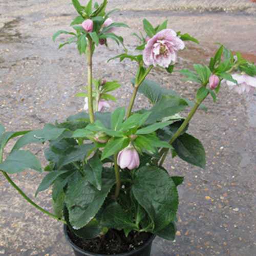 Cheap Helleborus Phoebe Online : Buy Lenten Roses Online : Shrubs ...