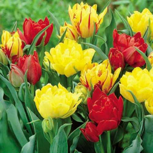 cheap spring bulbs cheap tulip bulbs online Essex garden centre