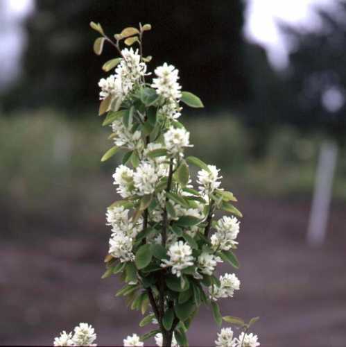 Cheap Amelanchier Alnifolia Obelisk : Cheap Juneberry Uk