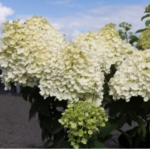Cheap Hydrangea Paniculata Bobo Shrubs Online : Hydrangeas Online