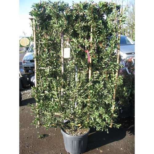 Buy Mature Plants Online Buy Mature Plants Online