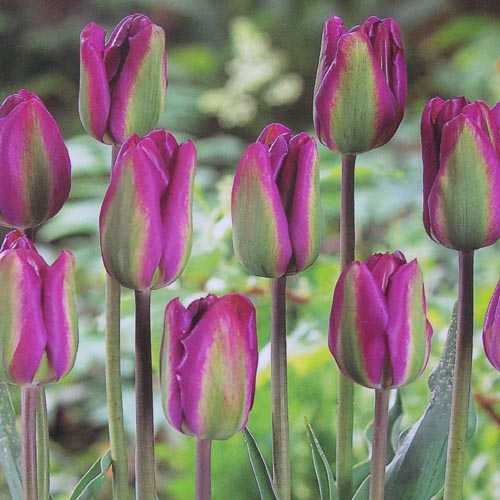 Buy Tulip bulbs Online Spring Flowering Bulbs Essex garden centres