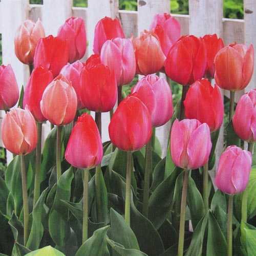 Buy Tulip Darwin Bulbs Online Cheap Tulip Bulbs Spring Flowering