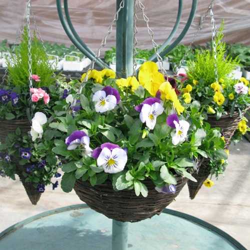 Pansy Hanging Basket Plats Galore Online