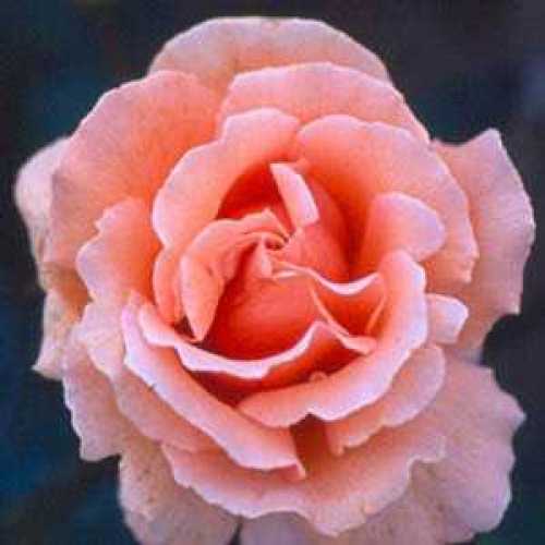 Buy Roses Online Standard Roses for Sale Order Roses Online