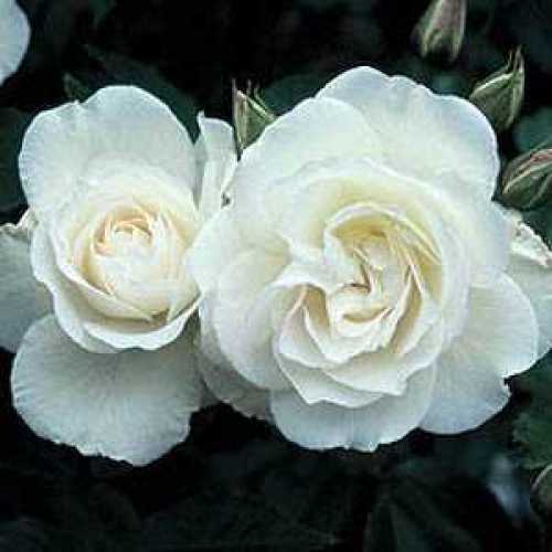iceberg rose standard