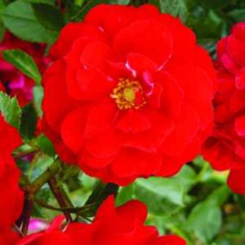 Buy Red Roses Online Order Roses Online Uk Roses for Sale Uk