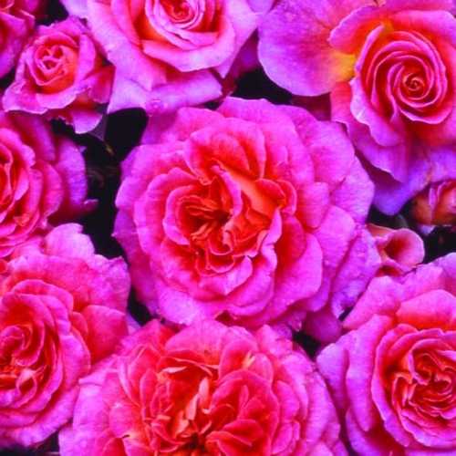 Buy Special Grandma Rose Online Cheap Fragrant Roses Online Roses