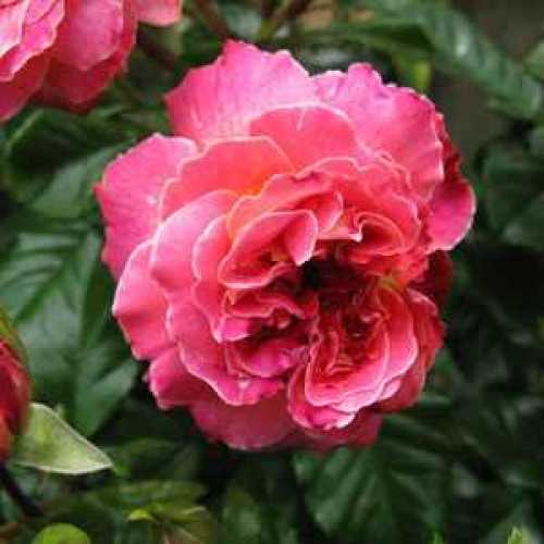 Cheap Patio Roses Online Roses For Sale Plants Galore Online