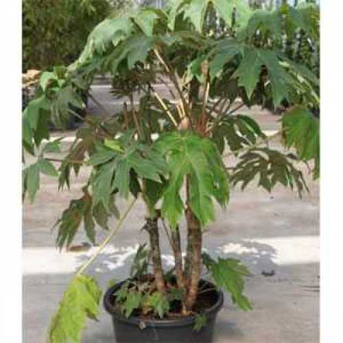 Cheap Tetrapanax Papyrifera Plants Online Buy Chinese