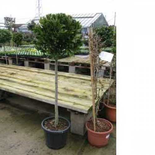 Cheap Bay Trees Online Topiary Bay Trees UK Laurus Nobilis Trees Online