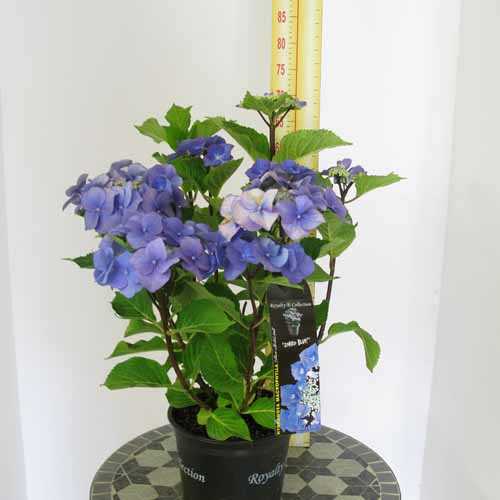 Home gt; Plants gt; Shrubs gt; Hydrangea Macrophylla Zorro Blue 5Ltr Pot