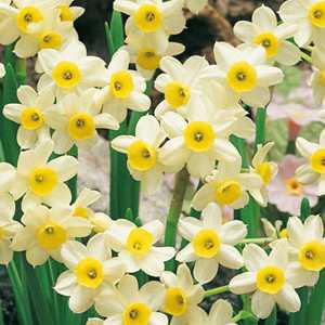 Bulbs gt; Narcissus / daffodil bulbs gt; Narcissus Tazetta Bulbs Minnow Bulbs gt; Narcissus / daffodil bulbs gt; Narcissus Tazetta Bulbs Minnow