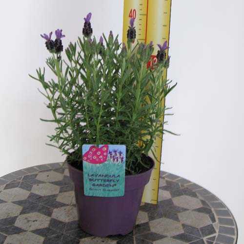 cheap french lavender plants online buy lavender plants essex garden centre cheap french lavender plants online buy lavender plants essex garden centre