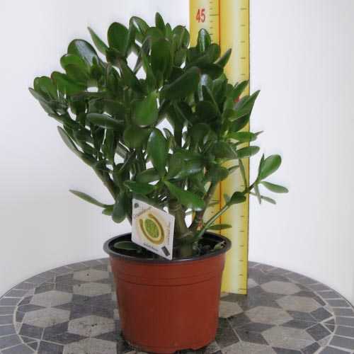 Japanese Good Luck Plant Japanese Good Luck Plant