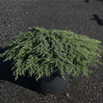 Juniperus communis green carpet