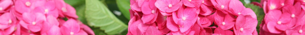 Hydrangea