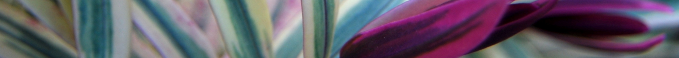 Hebe Magic Colours