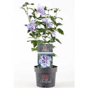 Blue chiffon rose shop of sharon
