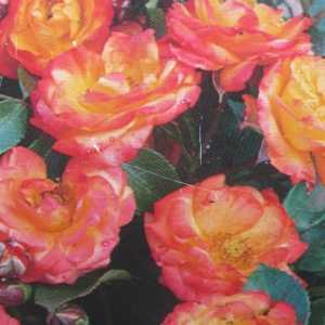 Climbing rose Rumba scented yellow red bare rooted FREE DELIVERY orange