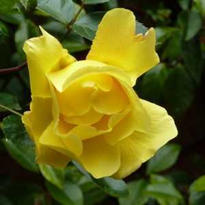 Castiglia recommends Golden showers climber Wilburn recommend Bald country artist shaved head