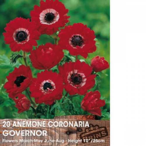 Anemone Coronaria Governor Bulbs 15 Per Pack