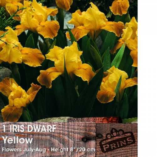 Buy Iris Dwarf Danfordiae Bulbs 20 Per Pack UK
