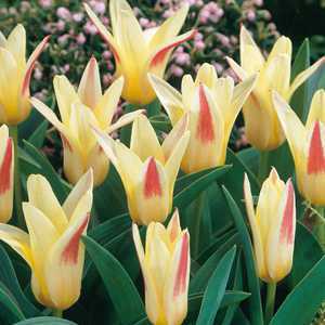 Tulip Bulbs Kaufmanniana Johann Strauss 10 Per Pack