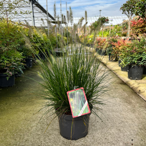 1020_500_095253_Pennisetum_Alopecuroides_Hameln_Chinese_Fountain_Grass.png