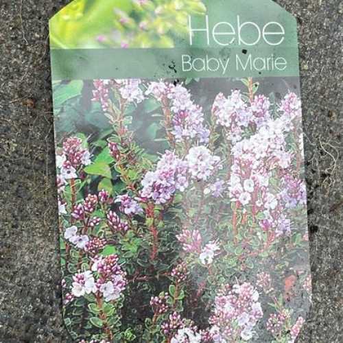 Hebe Baby Marie Hebe Collection