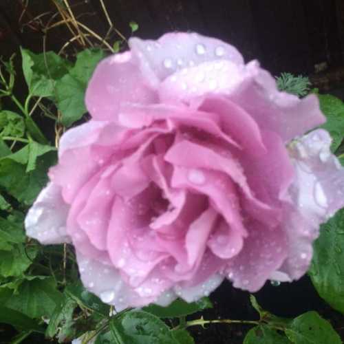 Rosa Blue Moon (Hybrid Tea Rose)