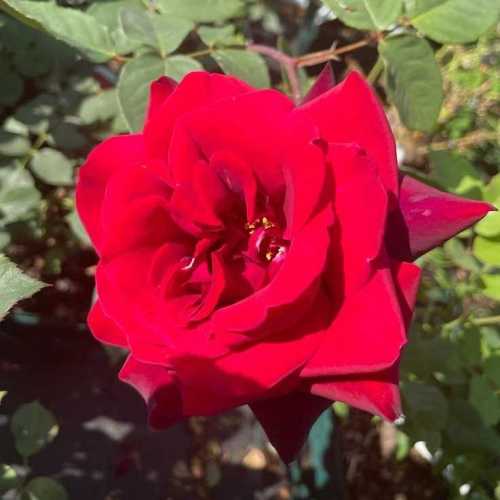 1040_500_031214_Deep_Secret_HT_Rose_300.jpg