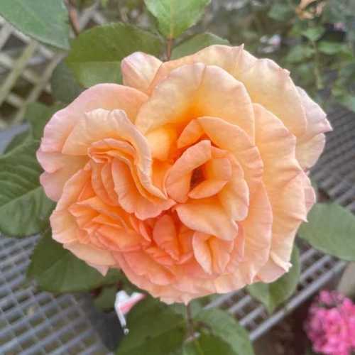 Doris Tysterman Hybrid Tea Rose