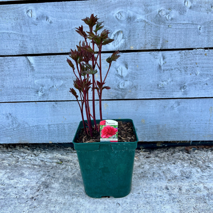 Peony (Paeonia) lactiflora 'Many Happy Returns'