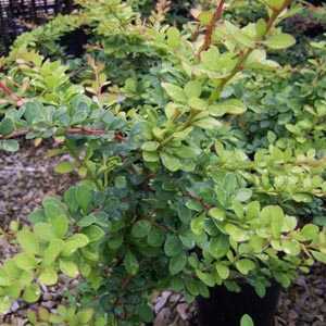 Berberis Thunbergii (Japanese Barberry) Hedging