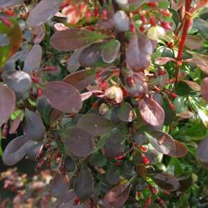 Berberis Rosy Rocket (Rose Raket) Barberry (Hedging)