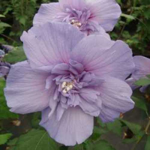 Hibiscus Syriacus Blue Chiffon (Rose of Sharon)