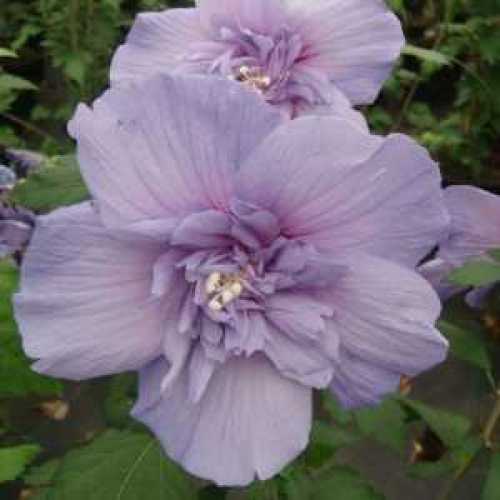 107_500_093250_Hibiscus_Blue_Chiffon_Flower_300.jpeg