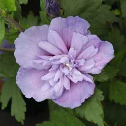 Buy Hibiscus Blue Chiffon Online Buy Hibiscus Plants Online
