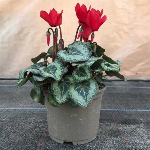 Buy Winter Mini Cyclamen Online Buy Potted Winter Cyclamen Plants