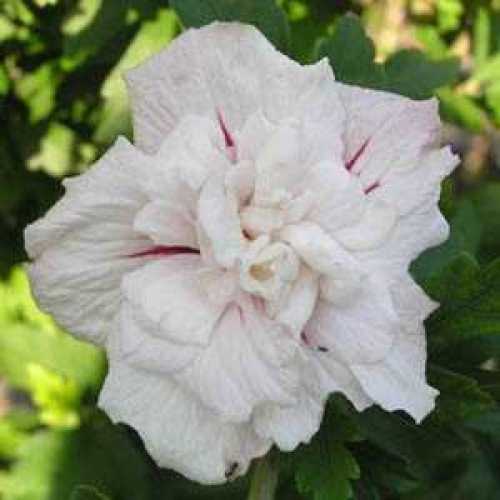 Hibiscus Syriacus China Chiffon (Rose of Sharon)