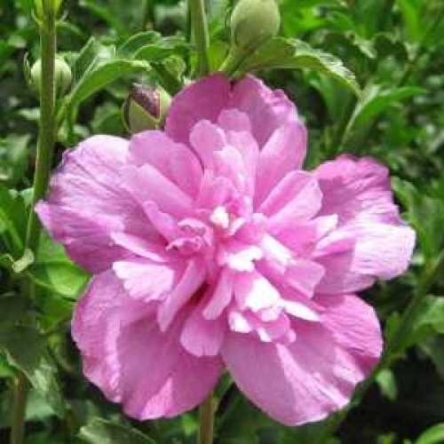 Hibiscus Syriacus Purple Ruffles (Rose of Sharon)